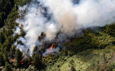 Crisis por Incendios Forestales en Colombia: Reflejo de la Negligencia Política Hacia la Seguridad Ambiental