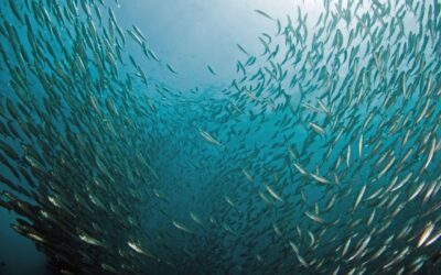 Proyección de Colombia como potencia bioceánica sostenible